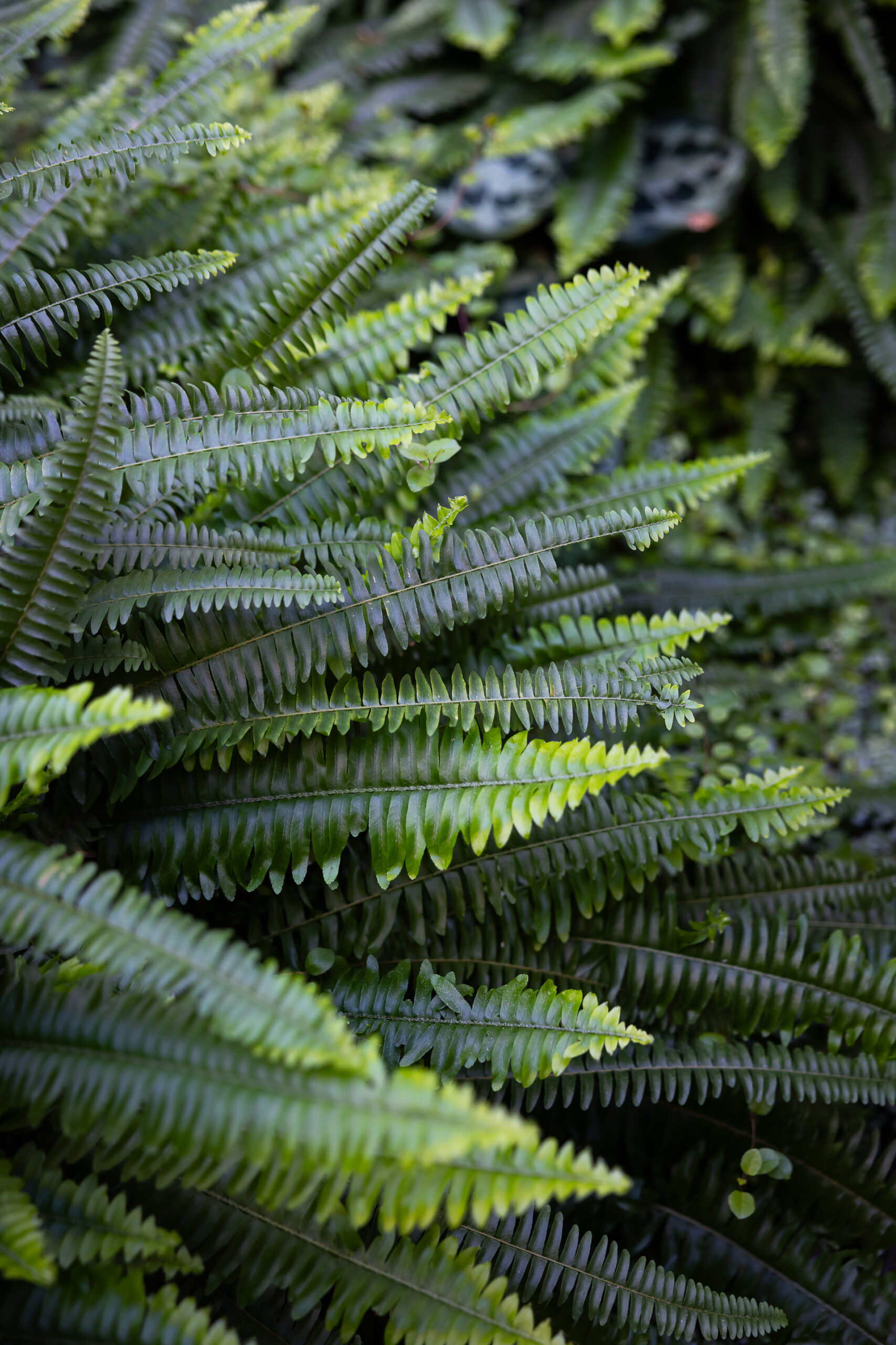 Le Saint Nicolas Hotel La Rochelle Plantes Vertes2 scaled